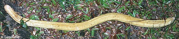 Southern Green Anole
