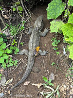common agama