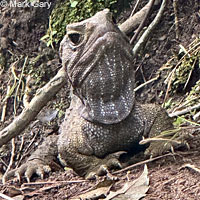 common agama