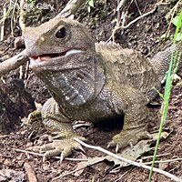 common agama