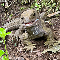 common agama
