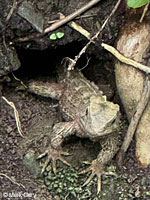 common agama