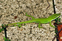 Northern Green Anole