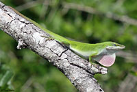 Northern Green Anole