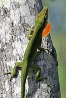 Northern Green Anole