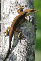 Green Anole