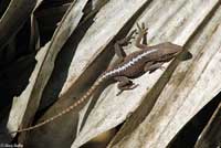 Green Anole