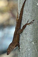 Puerto Rican Crested Anole
