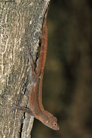 Puerto Rican Crested Anole