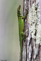 Southern Green Anole