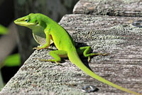 southern green anole