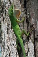 Southern Green Anole