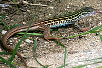 Texas spotted whiptail