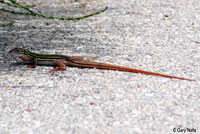 Texas Spotted Whiptail