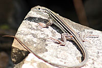 Laredo Striped Whiptail