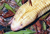 Southern Green Anole