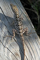 brown anole