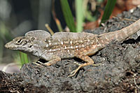 brown anole