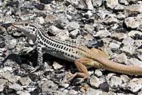big bend spotted whiptail