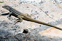 Big Bend Spotted Whiptail