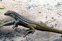 Big Bend Spotted Whiptail