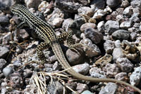 Common Checkered Whiptail