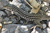 Common Checkered Whiptail