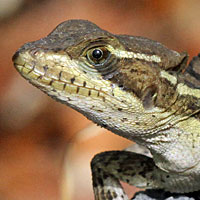 Brown Basilisk