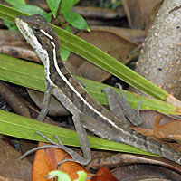 Brown Basilisk
