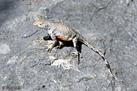 Texas Greater Earless Lizard