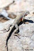 Texas Greater Earless Lizard