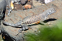 Chihuahuan Greater Earless Lizard
