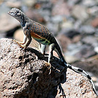 Chihuahuan Greater Earless Lizard