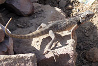 indian garden lizard