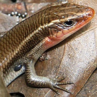 skink with tick