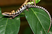 Texas alligator lizard