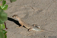 Northern Keeled Earless Lizard