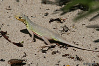 Northern Keeled Earless Lizard