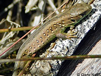 Northern Green Anole