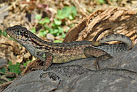 northern curlytail lizard