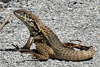 Northern Curlytail Lizard