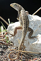 Red-sided Curlytail Lizard