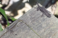 Northern Green Anole