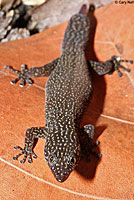 Ashy Gecko