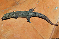 ashy gecko