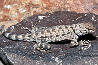 Big Bend Canyon Lizard