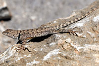 Presidio Canyon Lizard