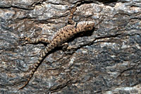 Presidio Canyon Lizard