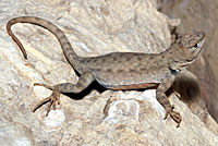 Merriam's Canyon Lizard