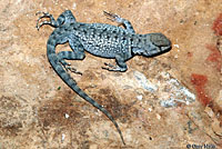 Merriam's Canyon Lizard